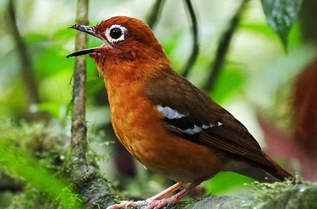 Can Birdwatching Be Added to Rwanda–Uganda Safari Itineraries?