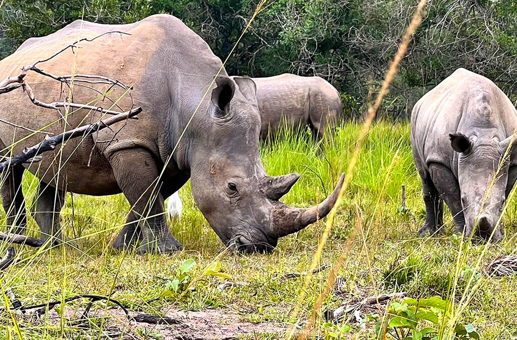 The Big Five Safaris Tour Adventures in Uganda