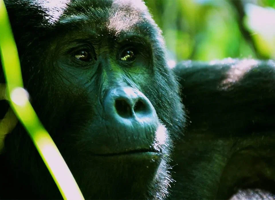 What to Avoid When Trekking with Gorillas