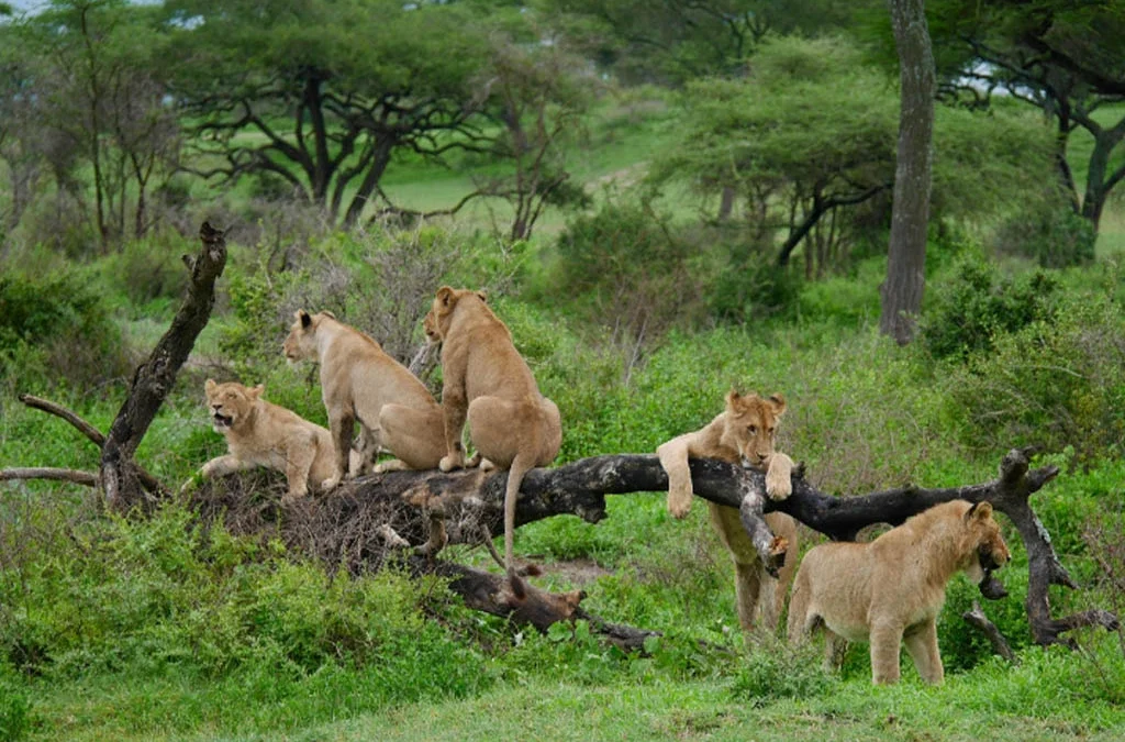 What to Know About Wildlife Tours in Uganda