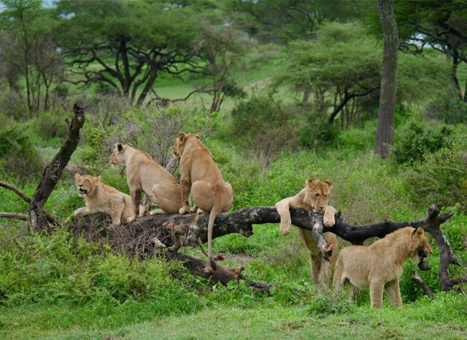 What to Know About Wildlife Tours in Uganda