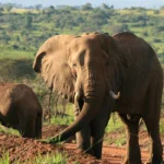 Where Can I See the Big Five in Uganda?