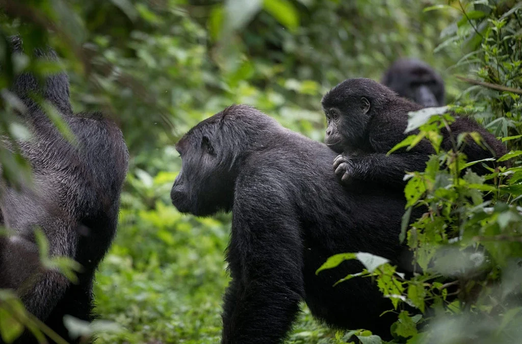 Why Are Rwanda’s Gorilla Families Famous Worldwide?