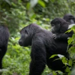 Why Are Rwanda’s Gorilla Families Famous Worldwide?