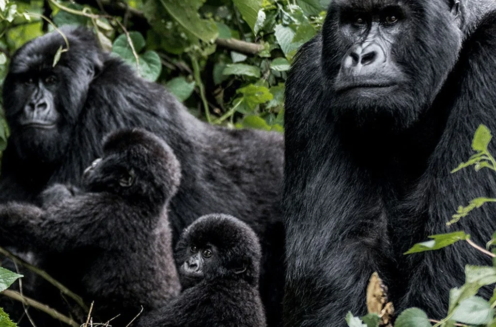Why Is There an Age Restriction for Trekking Gorillas?