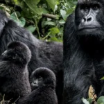 Why Is There an Age Restriction for Trekking Gorillas?