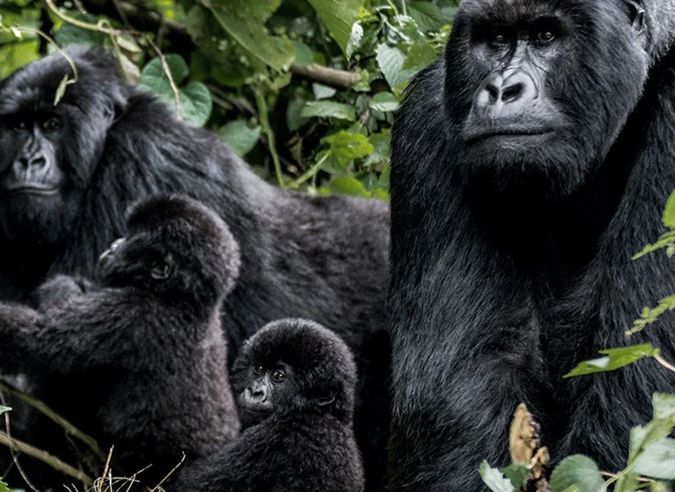 Why Is There an Age Restriction for Trekking Gorillas?