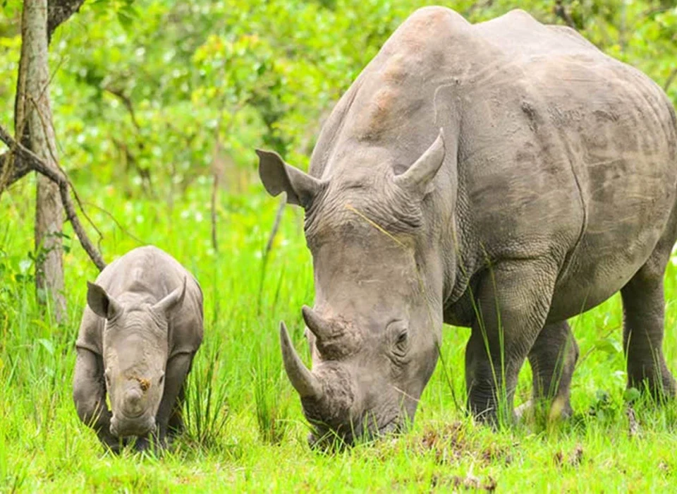 Why Ziwa Rhino Sanctuary Is So Attractive.