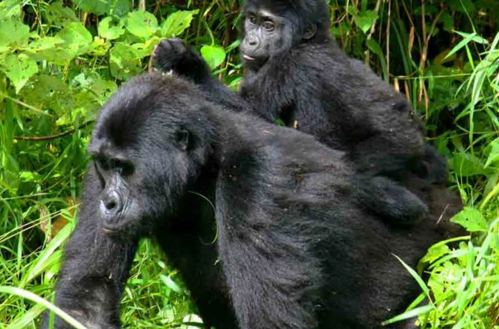 Why Is Gorilla Trekking Expensive? 