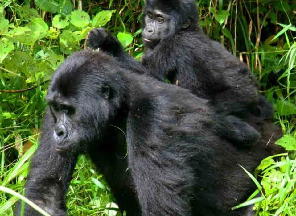 Why Is Gorilla Trekking Expensive? 