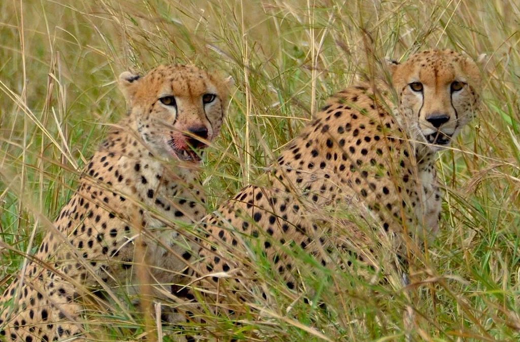 Animals to Spot on a Wildlife Safari in Kidepo Valley National Park