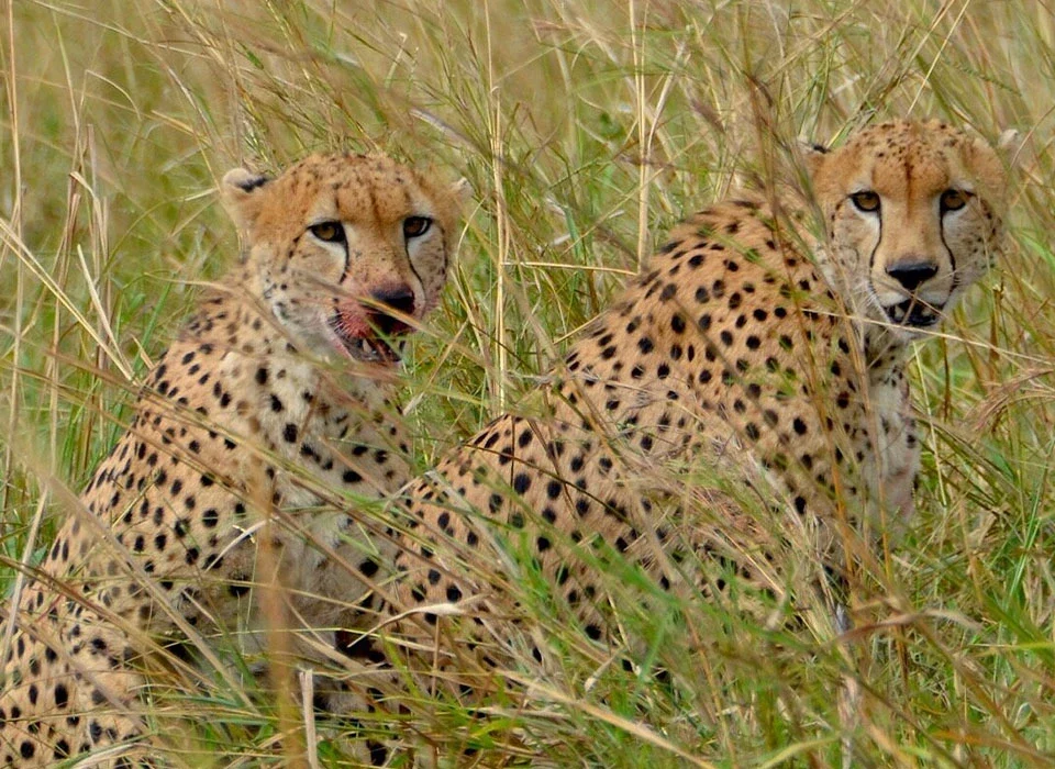Animals to Spot on a Wildlife Safari in Kidepo Valley National Park
