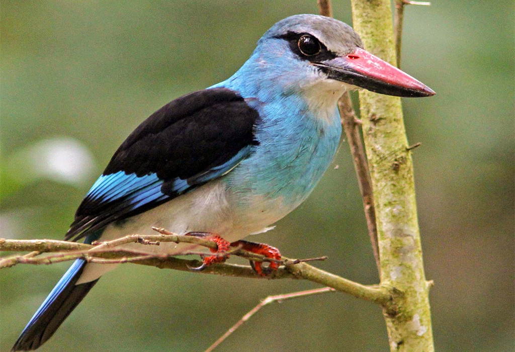  Discover Zika Forest birds