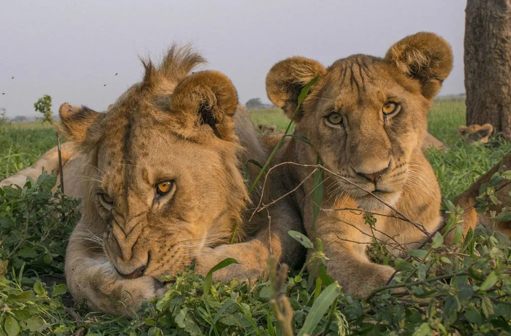 Where Can I See the Big Five in Rwanda?