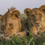 Where Can I See the Big Five in Rwanda?