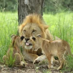 What Should I Bring for a Big Five Safari?