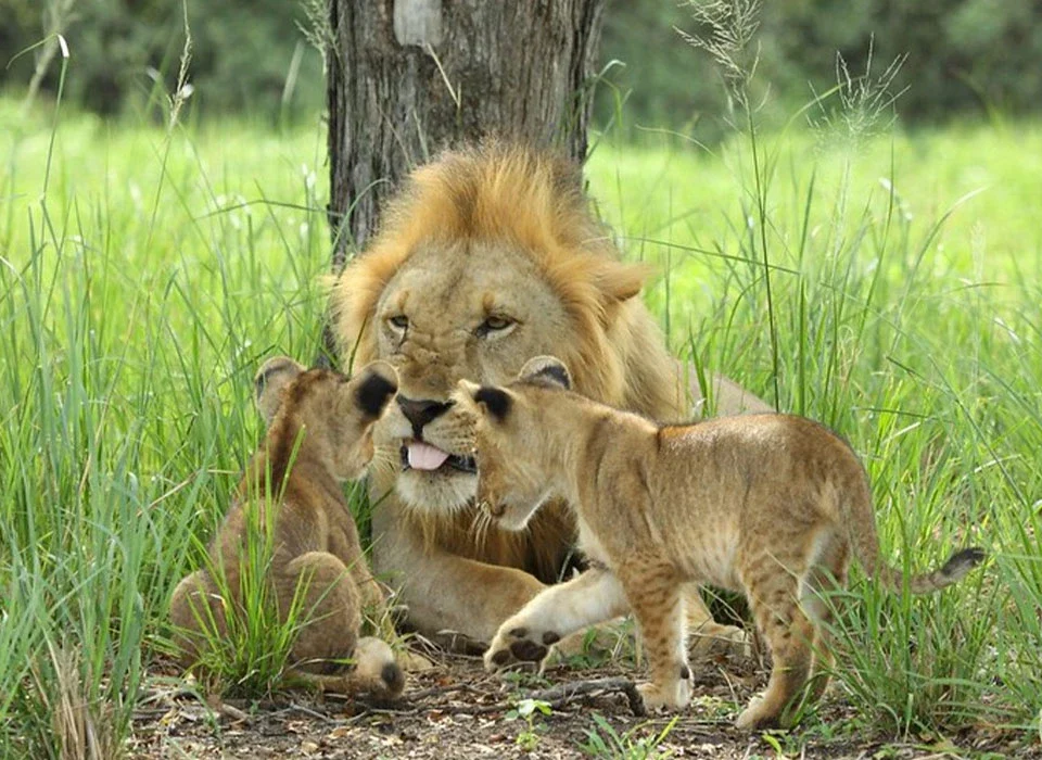 What Should I Bring for a Big Five Safari?