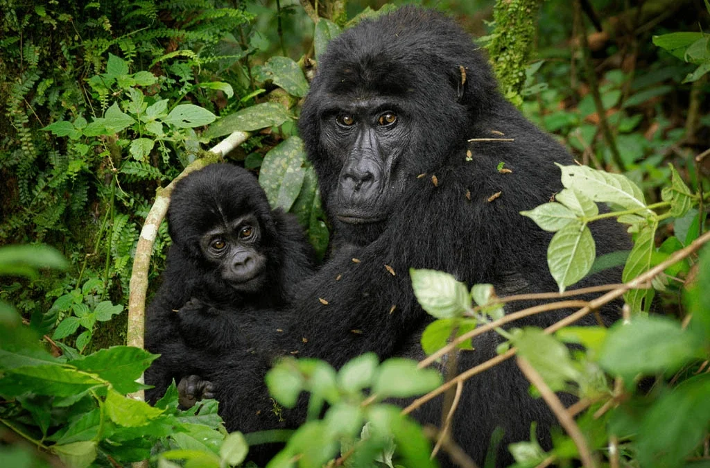 What Is the Difference Between Single and Double Gorilla Trekking?