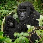 What Is the Difference Between Single and Double Gorilla Trekking?