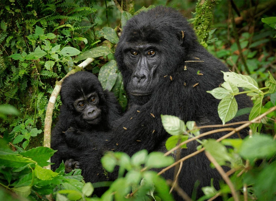 What Is the Difference Between Single and Double Gorilla Trekking?