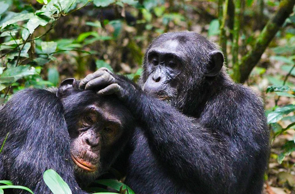 Uganda Chimpanzee Trekking Permits Costs and Prices