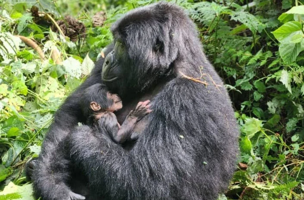 How Early Does the Gorilla Habituation Trek Start in Uganda?