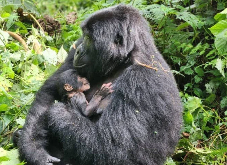 How Early Does the Gorilla Habituation Trek Start in Uganda?