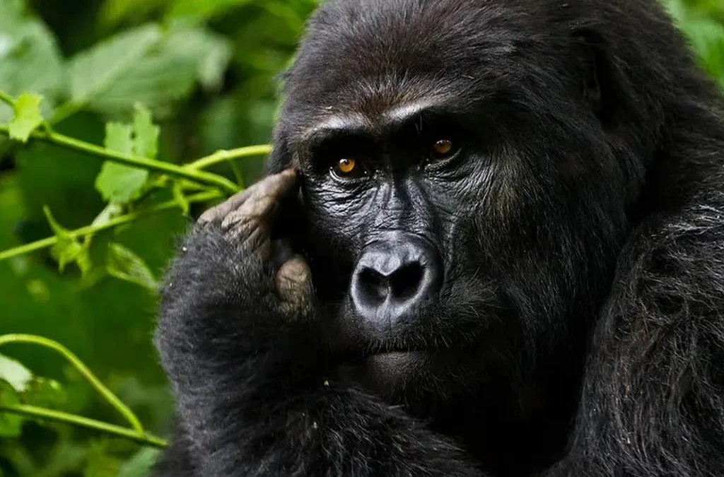 How to See Gorillas in Uganda During the Winter Break