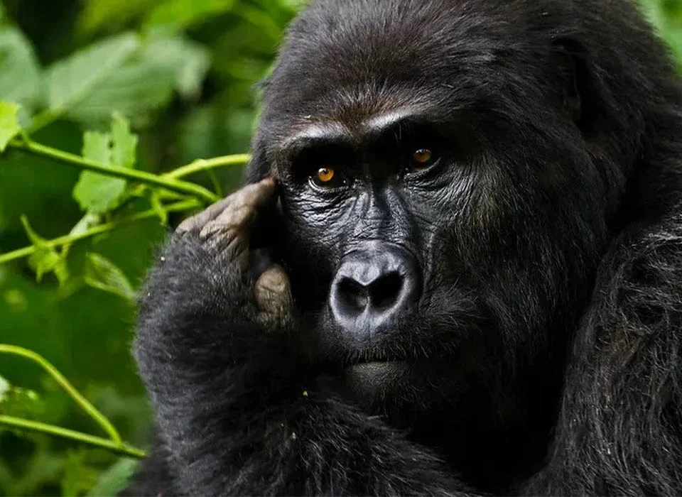 How to See Gorillas in Uganda During the Winter Break