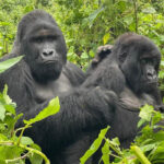 Cheapest Ways to See Gorillas on a Uganda Safari
