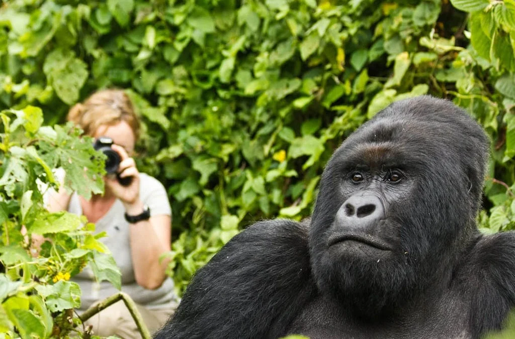 Are Gorillas Social to Humans?