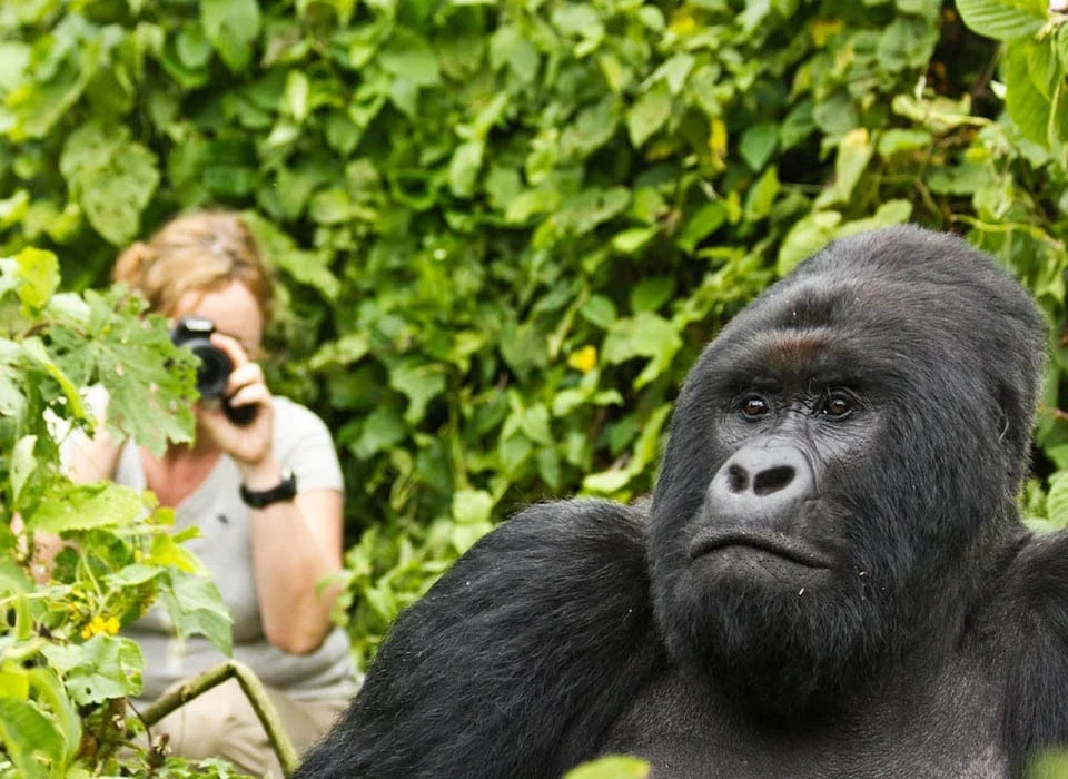 Are Gorillas Social to Humans?