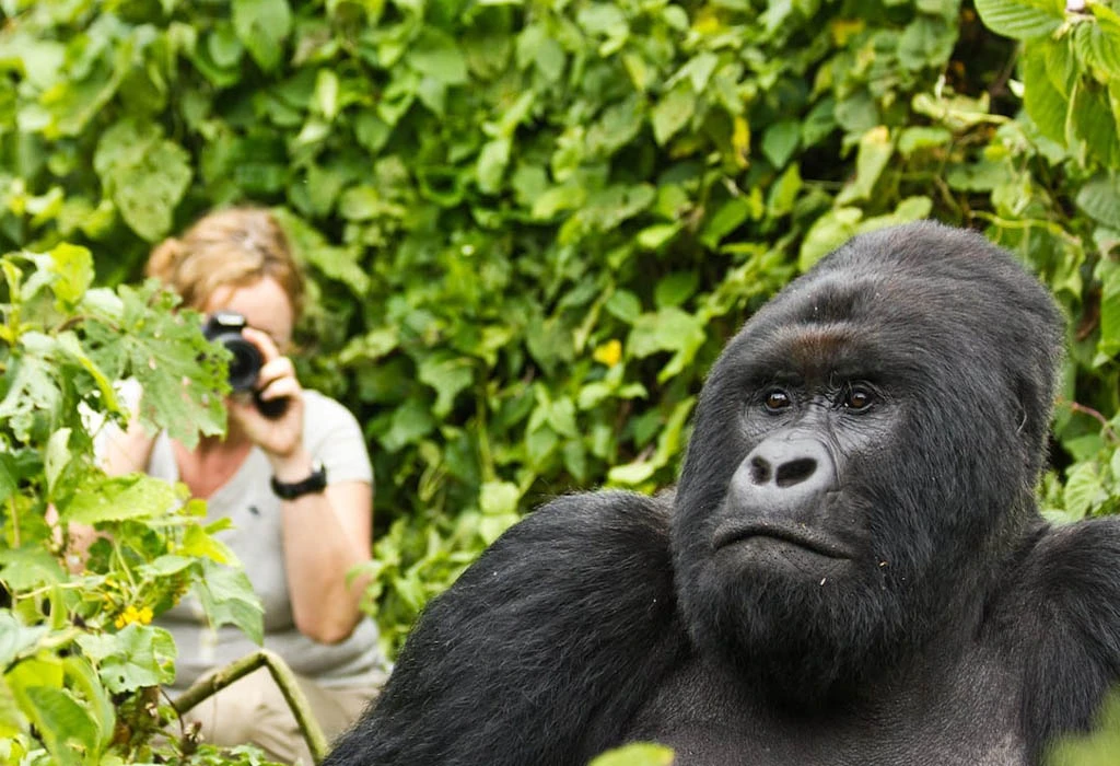Are Gorillas Social to Humans?