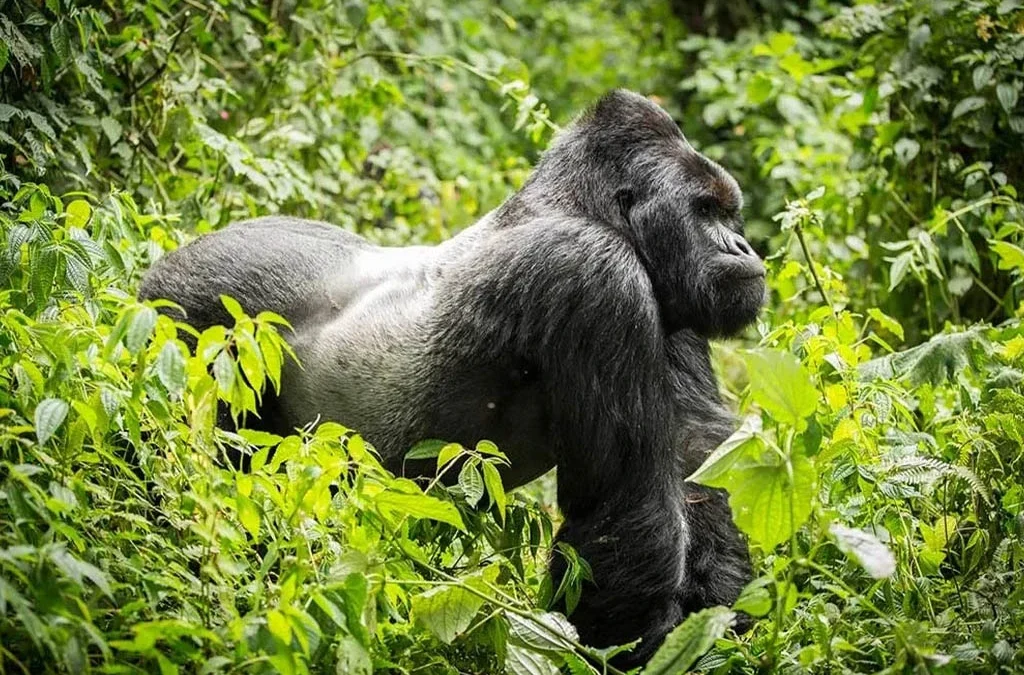 Is Lowland Gorilla Trekking in Congo Safe?