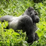 Is Lowland Gorilla Trekking in Congo Safe?