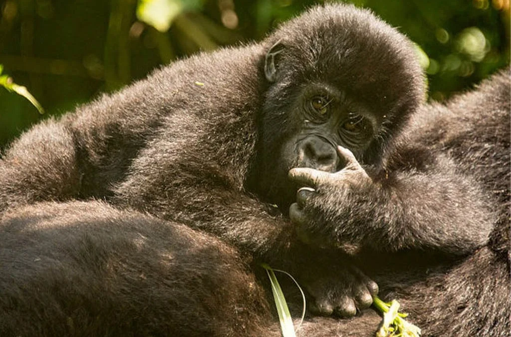 Are Luxury Gorilla Trekking Safaris Available in Rwanda and Uganda?