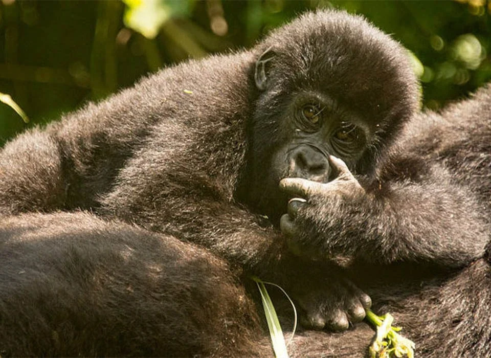 Are Luxury Gorilla Trekking Safaris Available in Rwanda and Uganda?