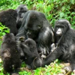 Trekking the Mishaya Gorilla Family in Bwindi Impenetrable National Park
