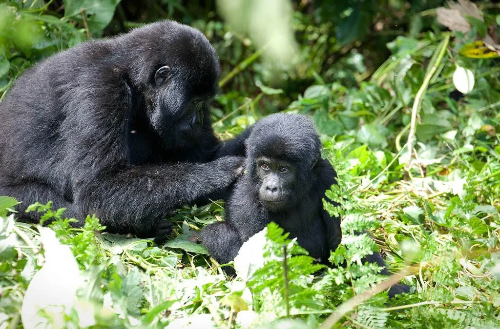 What Is the Largest Gorilla Family in Uganda?