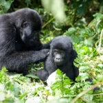 What Is the Largest Gorilla Family in Uganda?