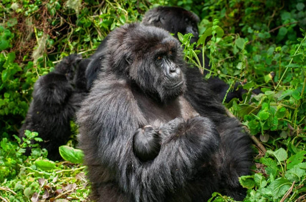 Nshongi Gorilla Family in Bwindi Impenetrable National Park