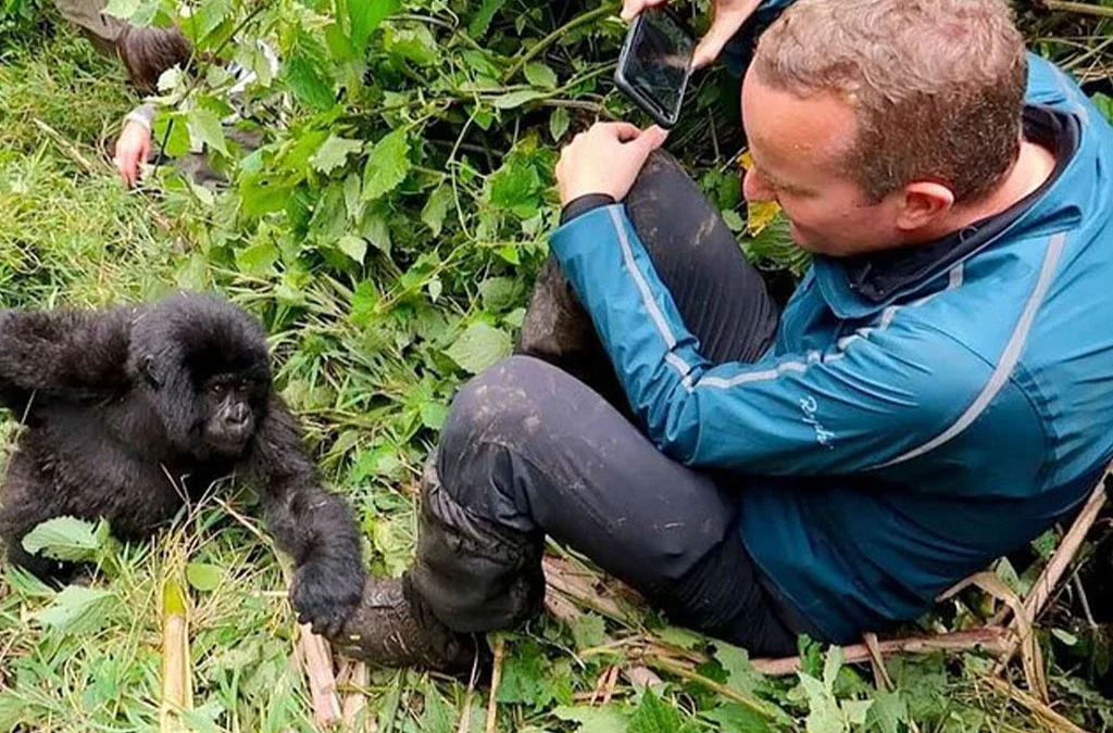 Is Gorilla Habituation Physically Demanding?