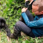 Is Gorilla Habituation Physically Demanding?