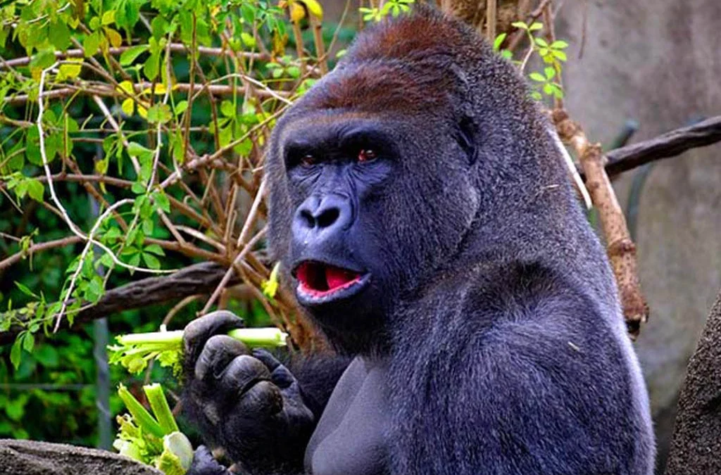 Do Silverback Gorillas Eat Meat?