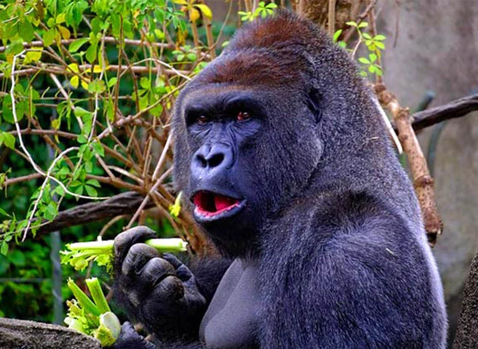Do Silverback Gorillas Eat Meat?