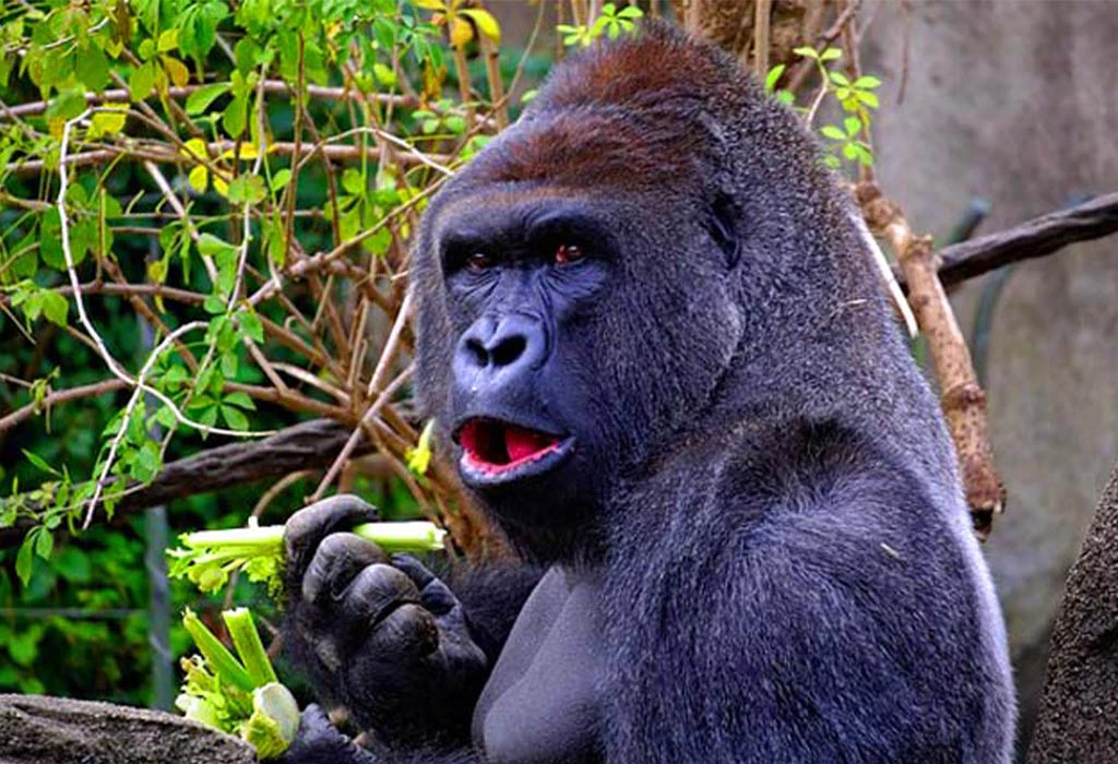 Do Silverback Gorillas Eat Meat?