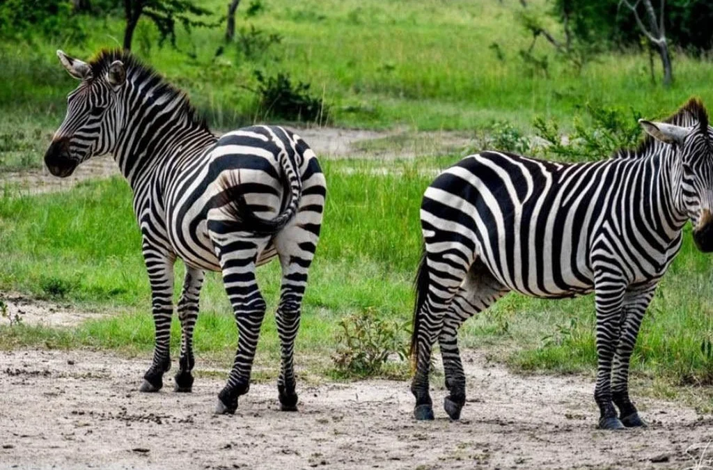 Where to Spot Zebras in Uganda