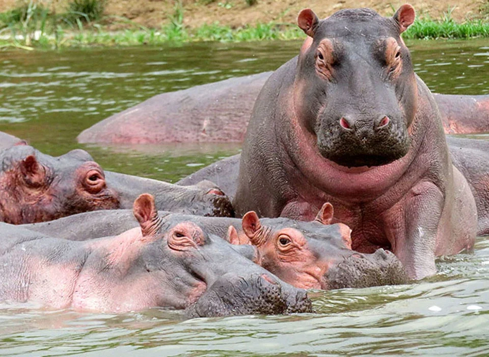 Top Destinations to See Hippos in Kenya
