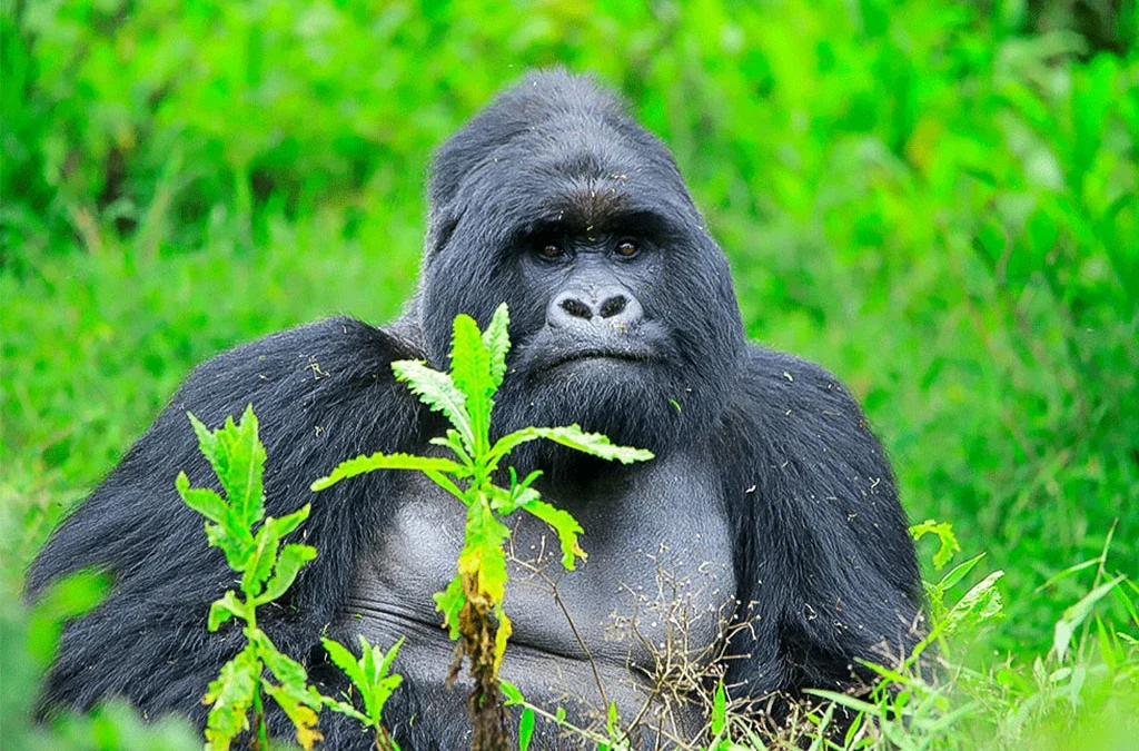 10 Best Things to Do in Bwindi Impenetrable National Park
