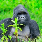 10 Best Things to Do in Bwindi Impenetrable National Park